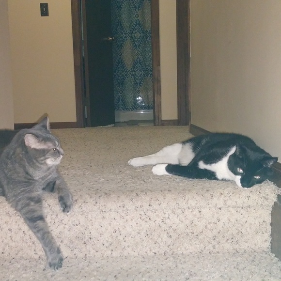 Meet your Posher, Merrie lee - Picture 4 of 4